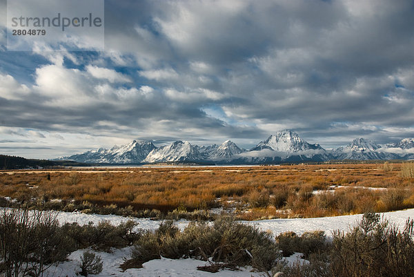 Büsche im Feld mit Bergen im Hintergrund  Grand Teton  Wyoming  USA