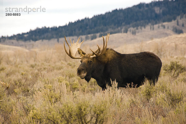 Elch (Alces Alces) in Forest  Grand Teton  Wyoming  USA