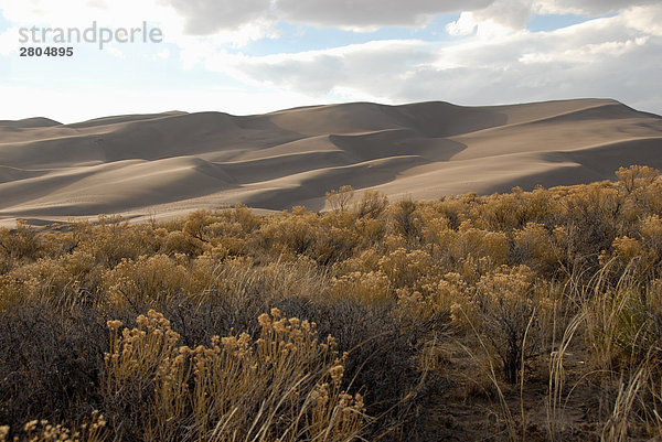 Buchsen in der Wüste  Great Sand Dunes National Park  Colorado  USA