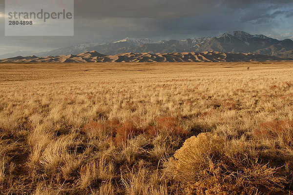 Trockenes Gras im Feld mit Gebirge im Hintergrund  Great Sand Dunes National Park  Colorado  USA