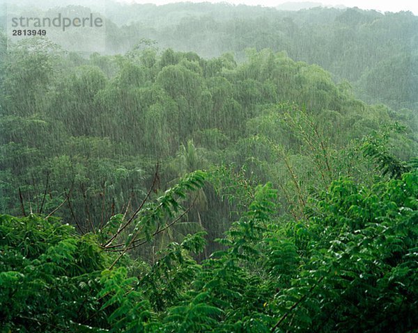 Regen Sie in den Regenwald Tobago.