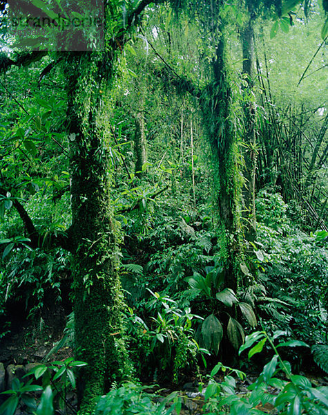 Regenwald Martinique