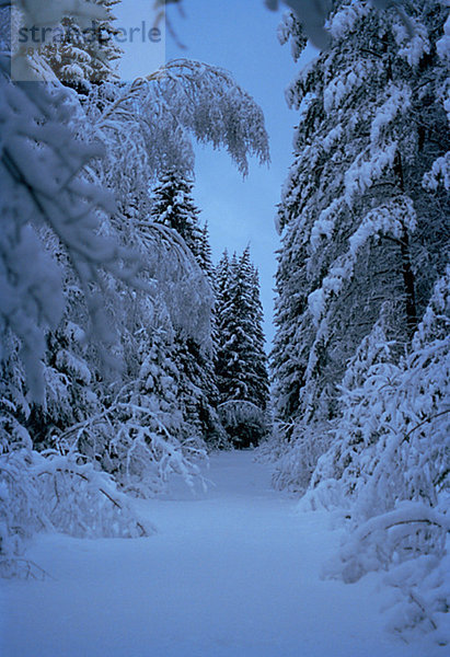 Ein Winter Road durch einen Wald Schweden.