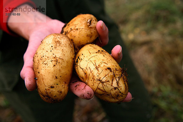 Drei Kartoffeln Schweden.