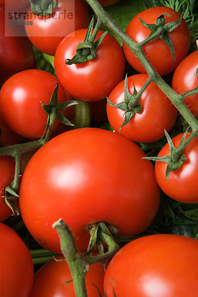 Frische Tomaten Schweden.