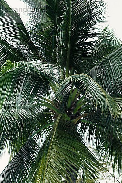 Eine Kokosnusshandfläche.