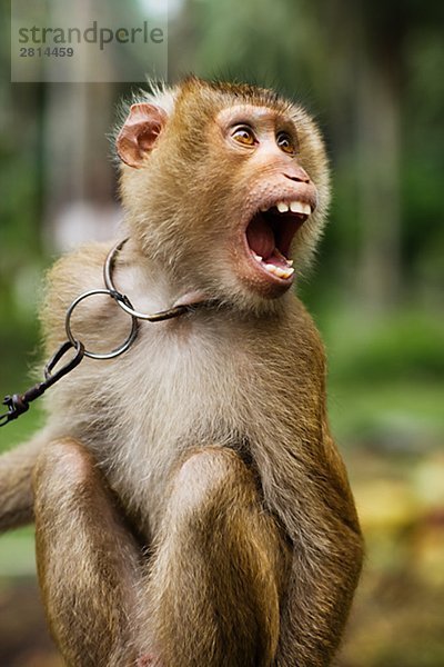 Ein schreien Affe Thailand.