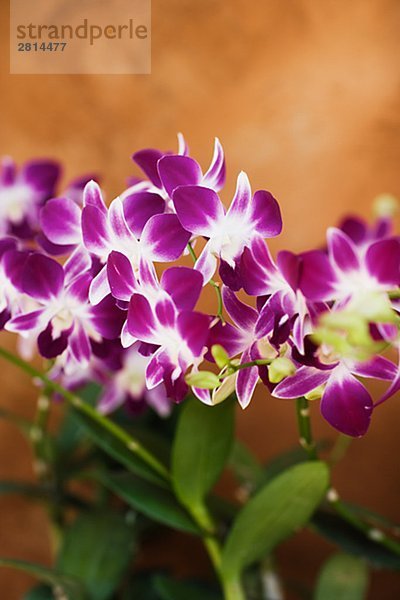Orchideen Nahaufnahme.