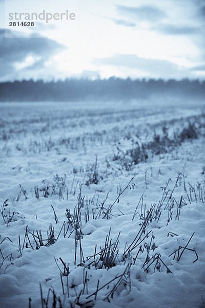 Ein schneebedecktes Feld Gotland Schweden.