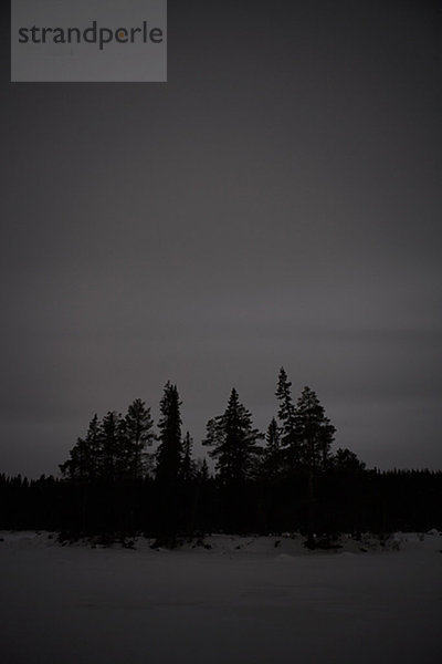 Fichtenwald in der Abenddämmerung Norrland Schweden.