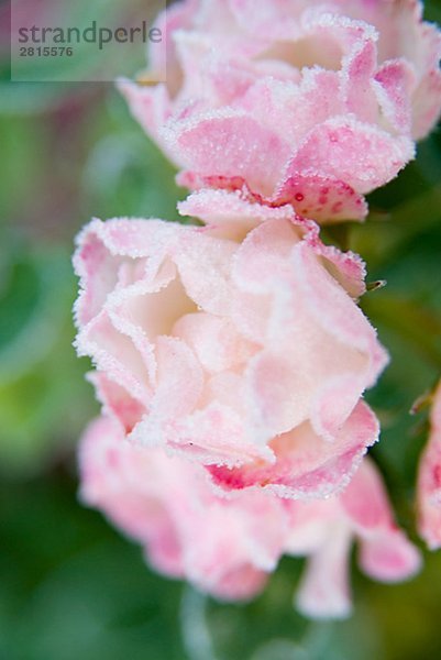 Ein frosty rose Nahaufnahme.