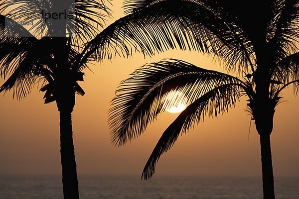 Palmen in Sonnenuntergang die Kanarischen Inseln.