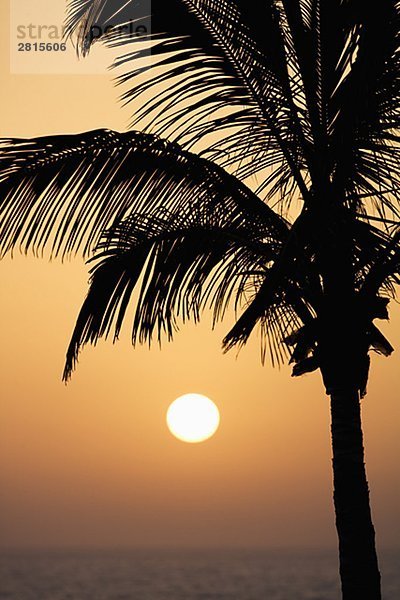 Palme in Sonnenuntergang die Kanarischen Inseln.