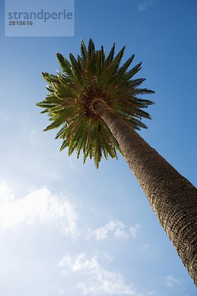 Palme und blau Himmel der Kanarischen Inseln.