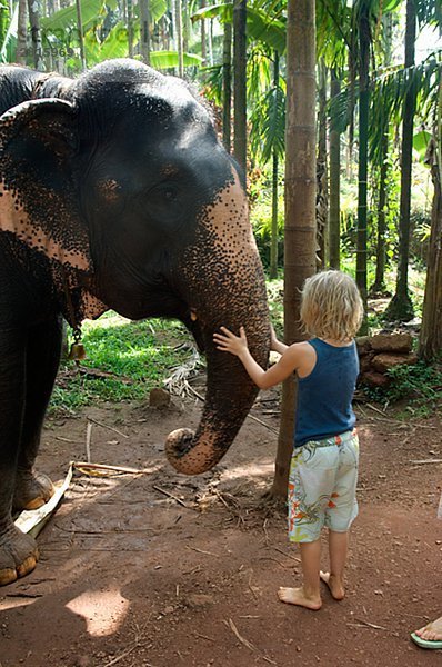 Ein Junge und ein Elefant Indien.