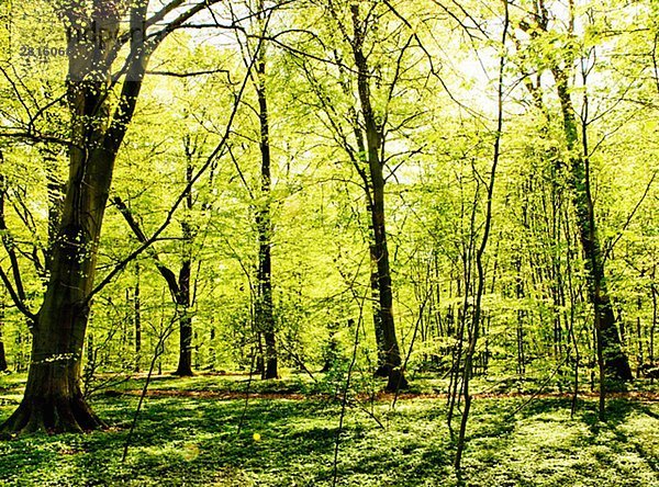 Buchenholz und Buschwindröschen im Frühjahr Skane Schweden.