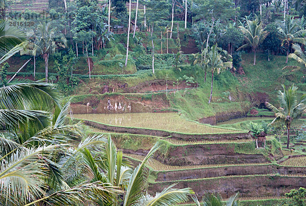 Eine Terrasse Anbau Bali.
