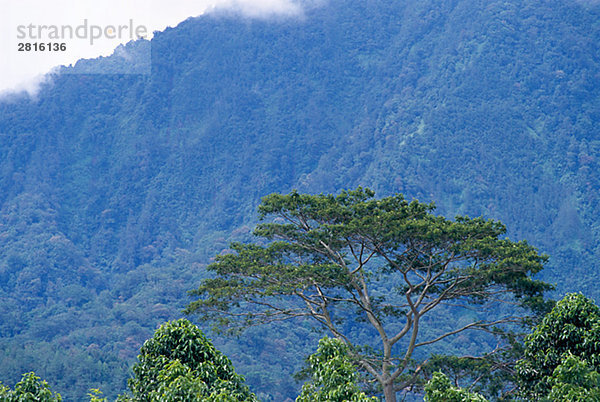 Ein Baum an ein Berg Bali.