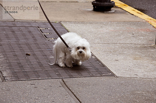 Ein Hund in den street New York City USA.