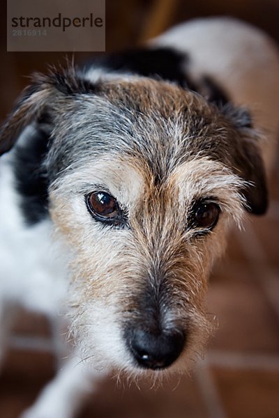 A jack Russel Terrier.