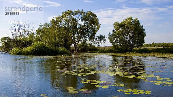 Cooper Creek Billabong  Northern Territory  Australien