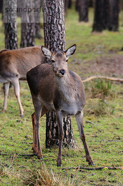 Zwei Red Deer (Cervus Elaphus) im Wald  Bayern  Deutschland