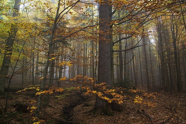 Deutschland  Nationalpark Bayerischer Wald