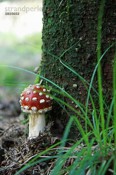 Nahaufnahme-Fliegenpilz (Amanita Muscaria) Pilz wächst im Wald