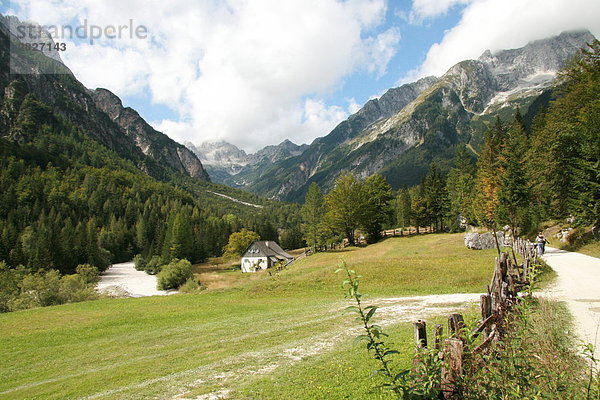 Bäume vor Berge