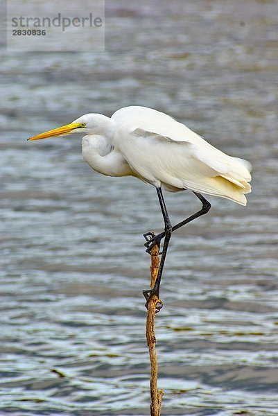 Weißer Reiher (Casmerodius albus)  Florida  USA