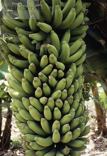 Grüne Bananen auf dem Baum
