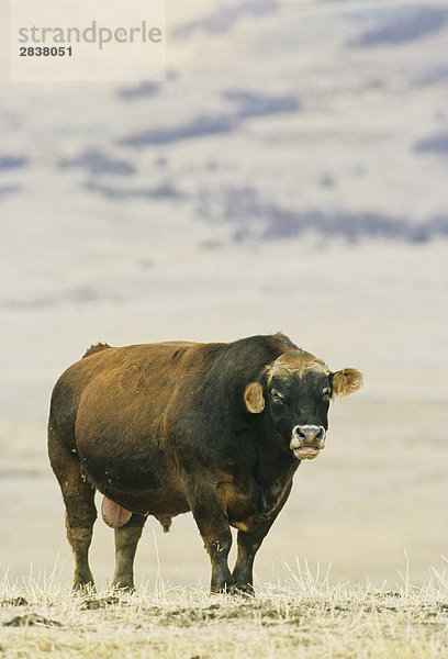 Big Bull  Viehhaltung  Kanada.