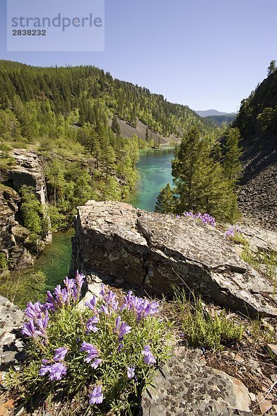 Cliff Penstemon (Penstemon Rupicola) wächst auf Klippe über Lower Silver Springs Lake in der Nähe von Fernie  British Columbia  Kanada.