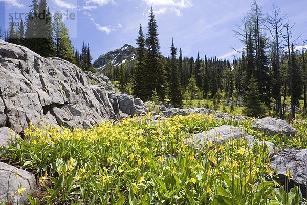 Gletscher Lilien (Erythronium Grandiflorum) Teppich die Alpweiden im Bereich Steeples  East Kootenays  in der Nähe von Cranbrook  British Columbia  Kanada.