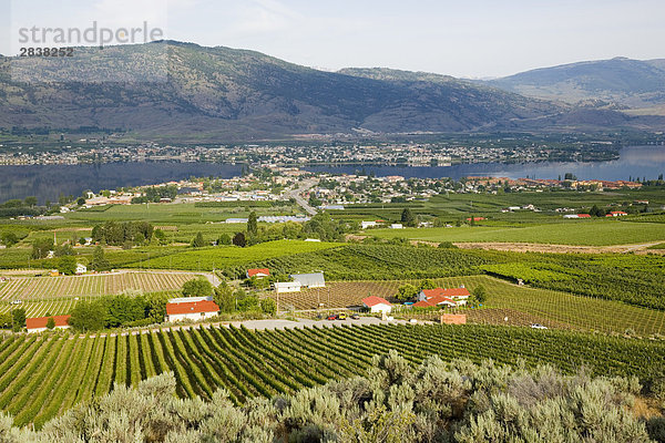 Ansicht des Weingartens und Stadt des Osoyoos auf Osoyoos Lake  British Columbia  Kanada.