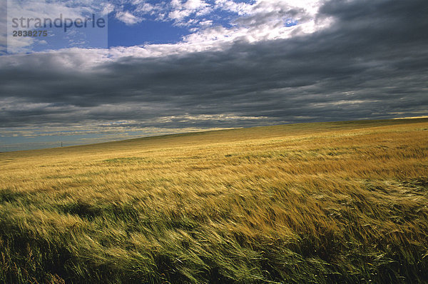 Gewitterwolken über Rockyford  Alberta  Kanada