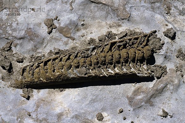 Fossile MOLLUSKEN  Main Brook  Neufundland und Labrador  Kanada
