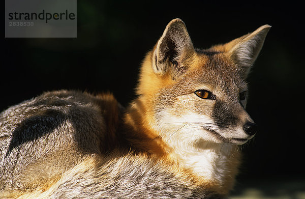 Porträt von ein Swift Fuchs (Vulpes Velox)  Kanada