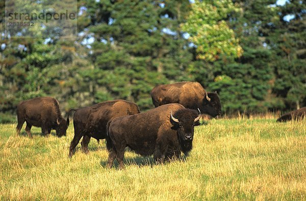 (Bison Bison) Bison Beweidung in Buffalo  fallen  Kanada