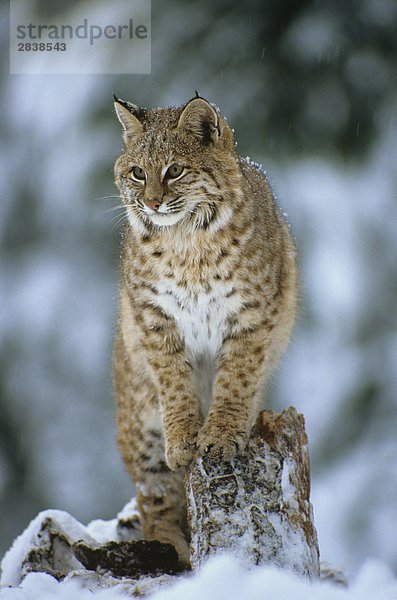 Ein Bobcat im Winter  Kanada.