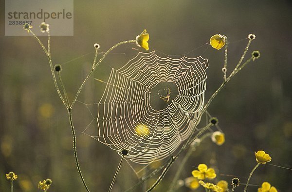 Spinnennetz mit Tau  Walden Ontario  Kanada.
