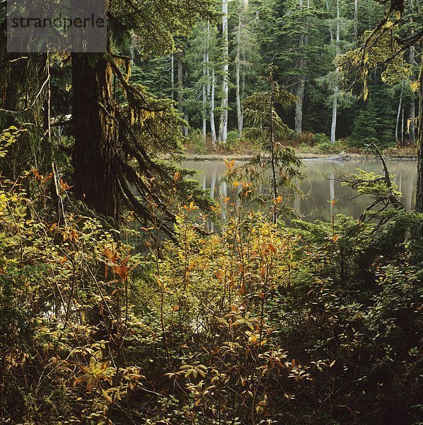 Herbst Farben Spektakel See  Caren Range  Sechelt Halbinsel  British Columbia  Kanada.