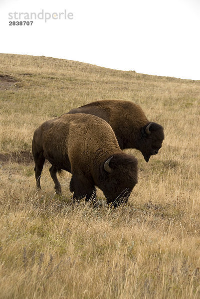 Plains Bison in Waterton-Lakes-Nationalpark  Alberta  Kanada.