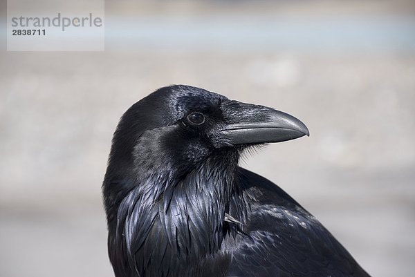 Die gemeinsame Rabe (Corvus Corax)  bekannt als 'Trickster ' von Aborigines findet sich in den meisten Teilen von British Columbia  Kanada.
