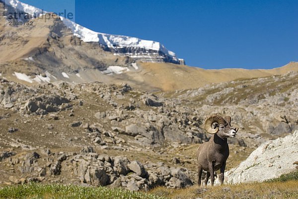 Das Dickhornschaf (Oviscanadensis) am Wilcox Pass mit Snowdome im Hintergrund  Jasper-Nationalpark  Alberta  Kanada.