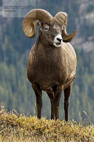 Das Dickhornschaf ram (Ovis Canadensis) Banff-Nationalpark  Alberta  Kanada.