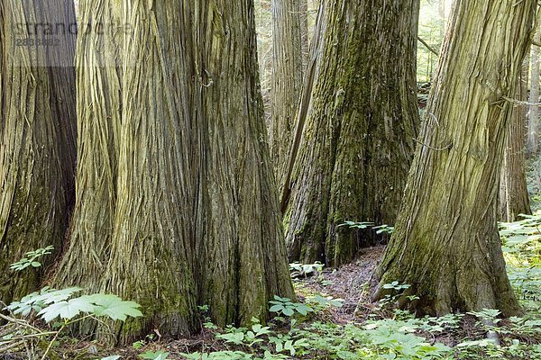 Alten Waldbestands in Wells gray provincial Park  British Columbia  Kanada.
