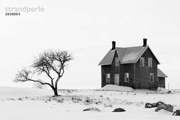 Verlassenen Gehöft und Baum in einer winterlichen Landschaft  gelegen in der Nähe von dem Dorf Barrow Bay und Lion's Head  Ontario  Kanada.