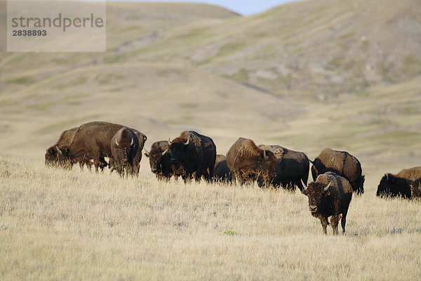 Eine wilde Bison Herde Weiden. Bison wurden vor kurzem in der kanadischen Prärie an mehreren Standorten wie diese eine  Grasslands-Nationalpark  Saskatchewan  Kanada wieder eingeführt.