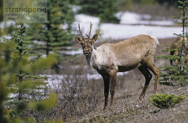 Berg/Woodland Caribou  Jasper-Nationalpark in Alberta  Kanada.